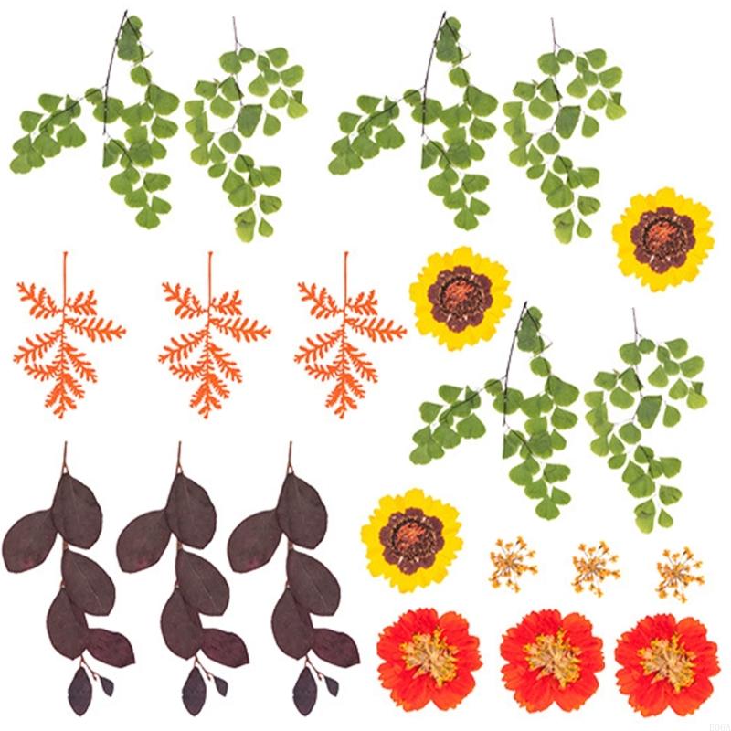 Gedroogde geperste bloem voor  - Art Craft With Leaves recensie en prijs