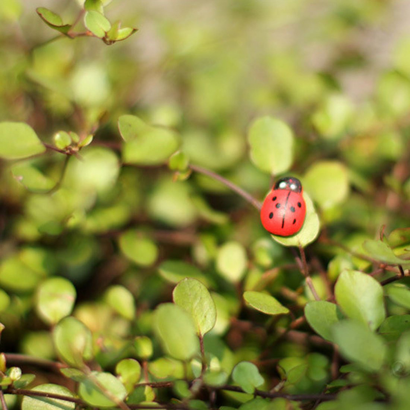 100 Stuks Zelfklevende Mini Ko - Art Craft Ladybug recensie en prijs